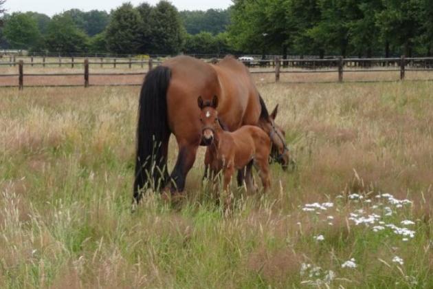 Special V frolics in the meadow 